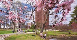 Cherry blossoms with building in background