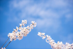 Cherry Blossom Trees